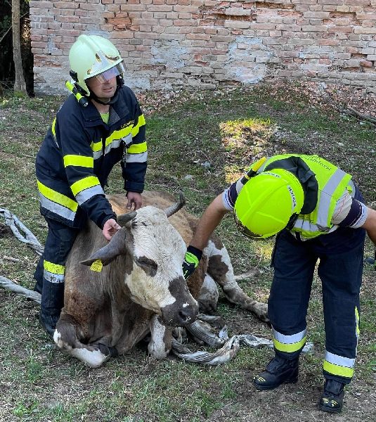 Tierrettung – Kuh in Bachbett gefallen (Bild 3)